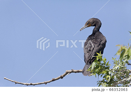 Double-crested Cormorant, Phalacrocorax auritus, Double-crested Cormorant, Phalacrocorax auritus, 66352063