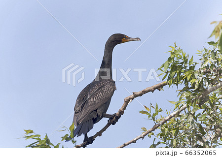 Double-crested Cormorant, Phalacrocorax auritus, 66352065