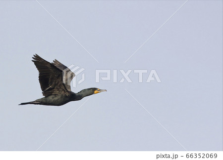 In flight Double-crested Cormorant, Phalacrocorax 66352069