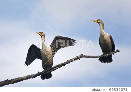 Double-crested Cormorant, Phalacrocorax auritus, 66352071