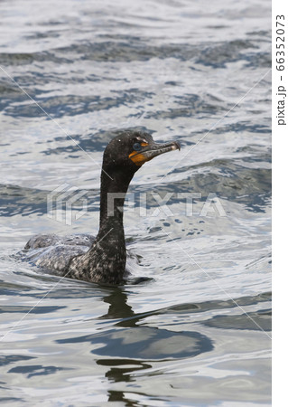Double-crested Cormorant, Phalacrocorax auritus, 66352073