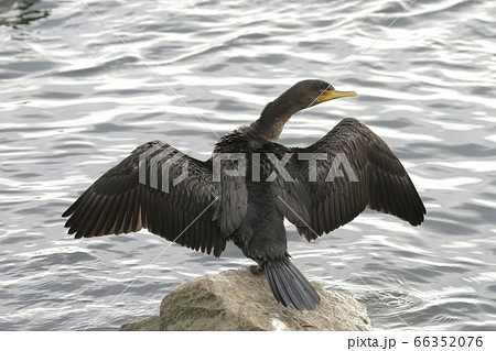 Double-crested Cormorant, Phalacrocorax auritus, 66352076