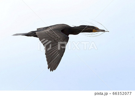 Double-crested Cormorant, Phalacrocorax auritus, 66352077