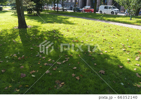 お昼をまわった頃の緑豊かな通り 66352140