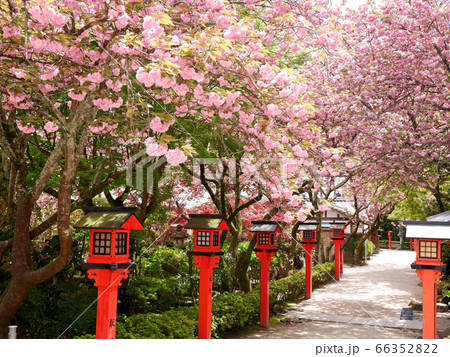 春の大津　律院の八重桜 66352822