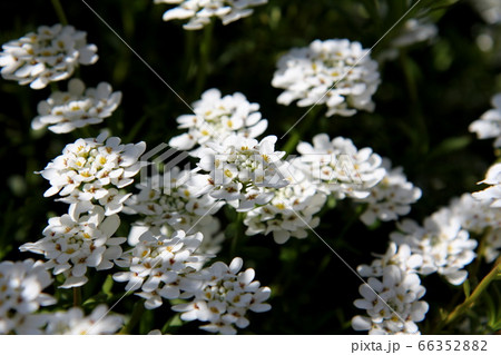 イベリスの花 66352882