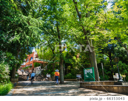 東京 井の頭公園 東京 井の頭公園 66353043