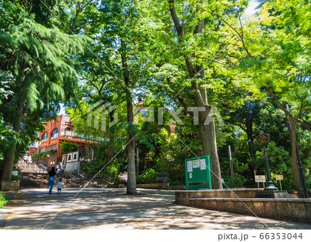 東京　井の頭公園 66353044