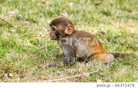Portrait of a monkey in the park 66353478