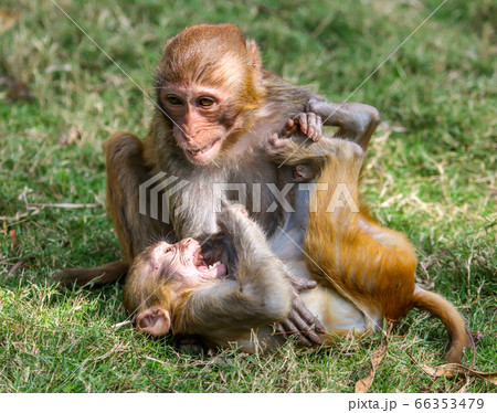 Monkey fight in the park 66353479