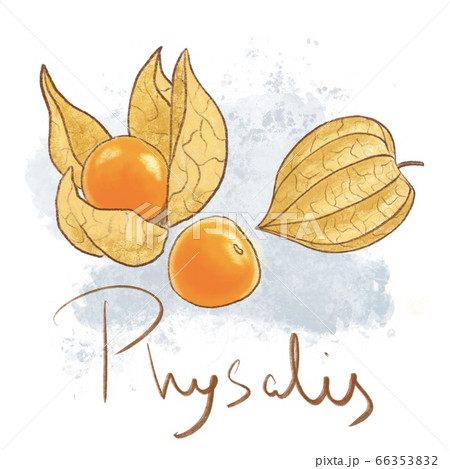 Ripe orange physalis, leaf isolated. Fresh golden 66353832