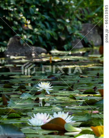 池一面に咲き始めた美しいハスの花 池一面に咲き始めた美しいハスの花 66353985