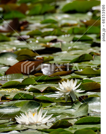 池一面に咲き始めた美しいハスの花 池一面に咲き始めた美しいハスの花 66353986