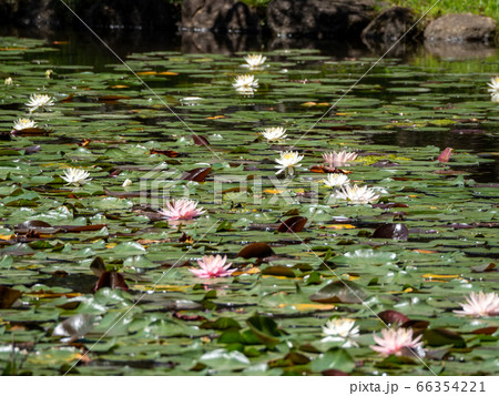 池一面に咲き始めた美しいハスの花 池一面に咲き始めた美しいハスの花 66354221