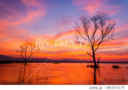 Morning sunrise with a silhouette of a tree. Morning sunrise with a silhouette of a tree. 66354275