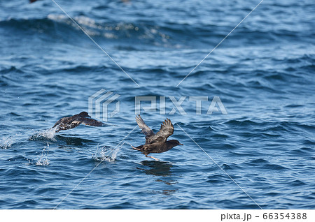 羅臼沖で見たミズナギドリの群れ(北海道・知床) 羅臼沖で見たミズナギドリの群れ(北海道・知床) 66354388