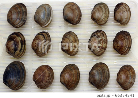 Fresh raw vongole Clams are laid out in a row. Fresh raw vongole Clams are laid out in a row. 66354541