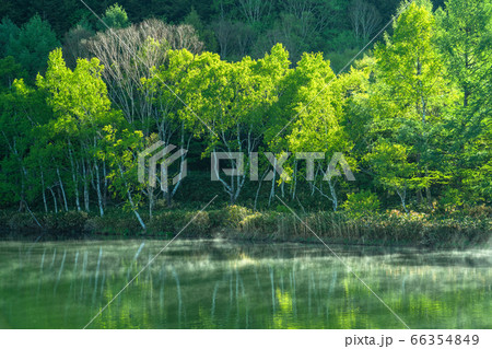 長野県 新緑の木戸池 初夏の志賀高原の写真素材