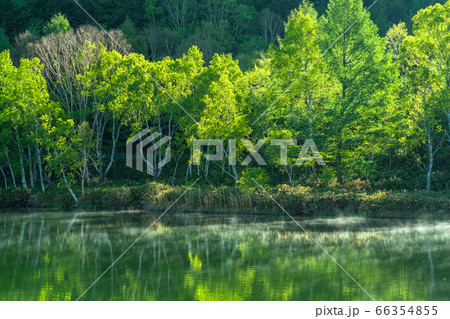 《長野県》新緑の木戸池・初夏の志賀高原 66354855