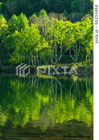 《長野県》新緑の木戸池・初夏の志賀高原 66354868