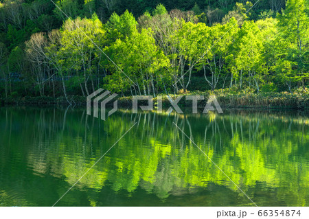 長野県 新緑の木戸池 初夏の志賀高原の写真素材