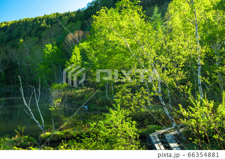 《長野県》新緑の木戸池・初夏の志賀高原 66354881
