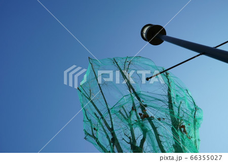 街路樹の防鳥ネット 66355027