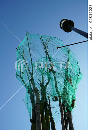 街路樹の防鳥ネット 66355028