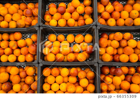 Red oranges at the counter in the store. Red oranges at the counter in the store. 66355309