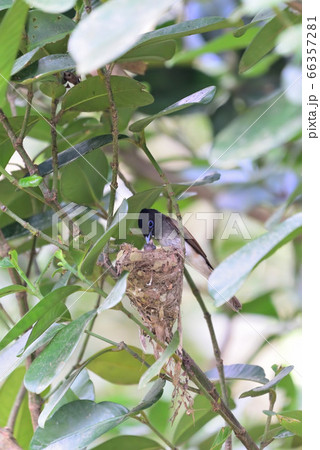 夏の渡り鳥/サンコウチョウ 夏の渡り鳥/サンコウチョウ 66357281