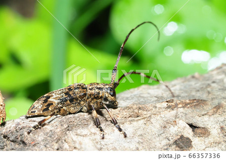 ナガゴマフカミキリ ナガゴマフカミキリ 66357336
