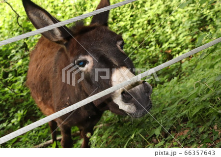 Donkey farm Close-up photo of a donkey. Funny donkey on the farm. Small livestock farm. 66357643