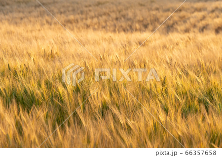 夕日に照らされたビール麦 (5月) ビール麦 夕日に照らされたビール麦 (5月) ビール麦 66357658