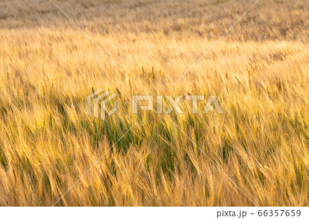夕日に照らされたビール麦 (5月) ビール麦 夕日に照らされたビール麦 (5月) ビール麦 66357659
