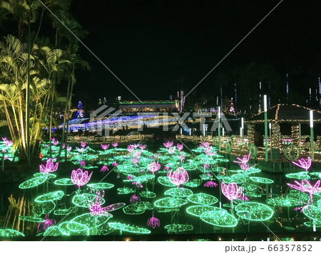 イルミネーション　東南植物楽園 66357852