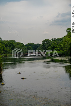 井の頭池 井の頭池 66357929