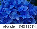 紫陽花　青　しっとりと 66358254