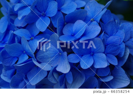 紫陽花 青 しっとりと 紫陽花 青 しっとりと 66358254