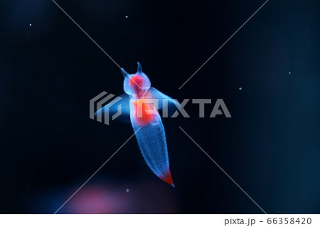 流氷の天使クリオネ 流氷の天使クリオネ 66358420