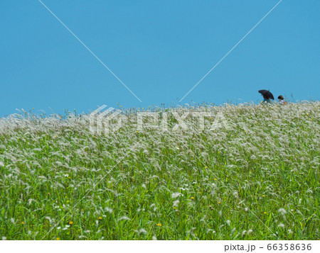 夏の鶴牧東公園 夏の鶴牧東公園 66358636