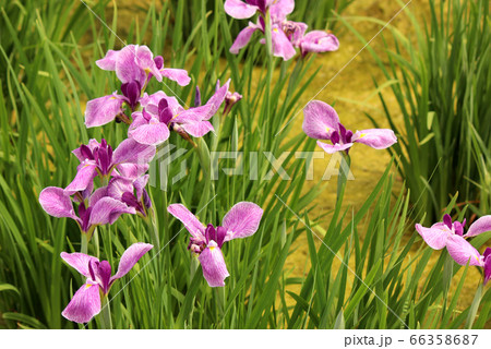 6月に入り見頃を迎えた北山公園の花菖蒲(2) 6月に入り見頃を迎えた北山公園の花菖蒲(2) 66358687