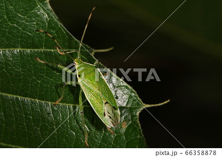 生き物 昆虫 クヌギカメムシ 成虫です 緑色に白い縁取り 黒い模様はあったり無かったりの写真素材