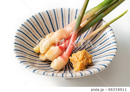 谷中生姜 66358911