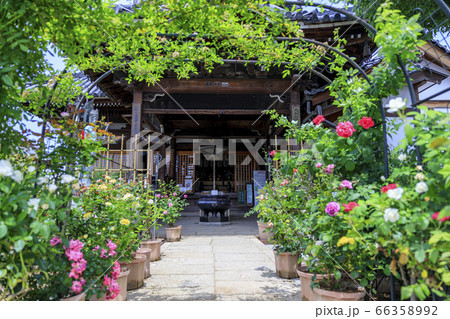 おふさ観音　満開の春ばら 66358992