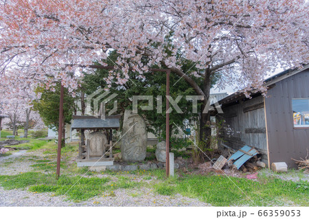 岩原公園の道祖神【春】 66359053