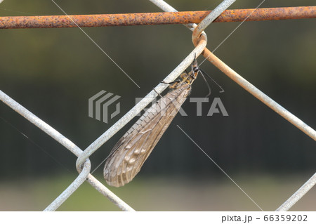 ヘビトンボの仲間 66359202