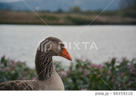 Duck with a lake in the background Duck with a lake in the background 66359210