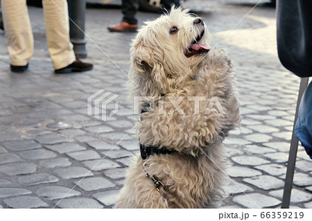A Dog Begging for Food in the Streets of Rome. 66359219
