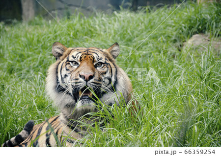 A Large Tiger Sitting in Grass Field A Large Tiger Sitting in Grass Field 66359254