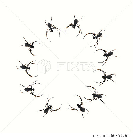 Spiders Forming a Circle on a Transparent Background Spiders Forming a Circle on a Transparent Background 66359269
